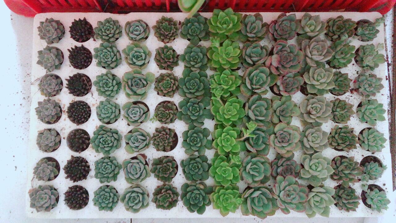 84 Cây Sen Đá Nhỏ