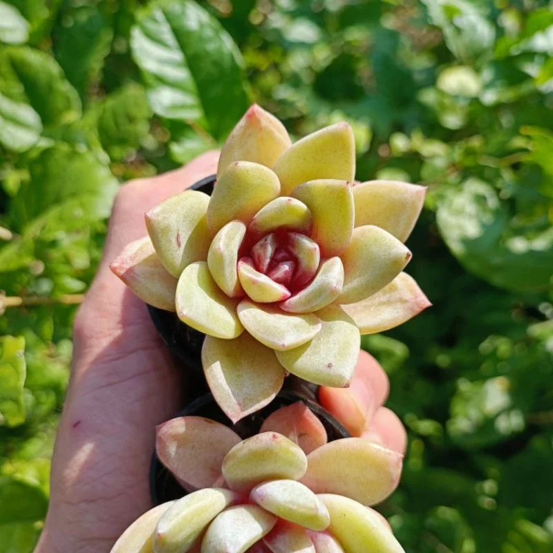Sale+ Sen Đá Nhân Kẹo Đỏ
