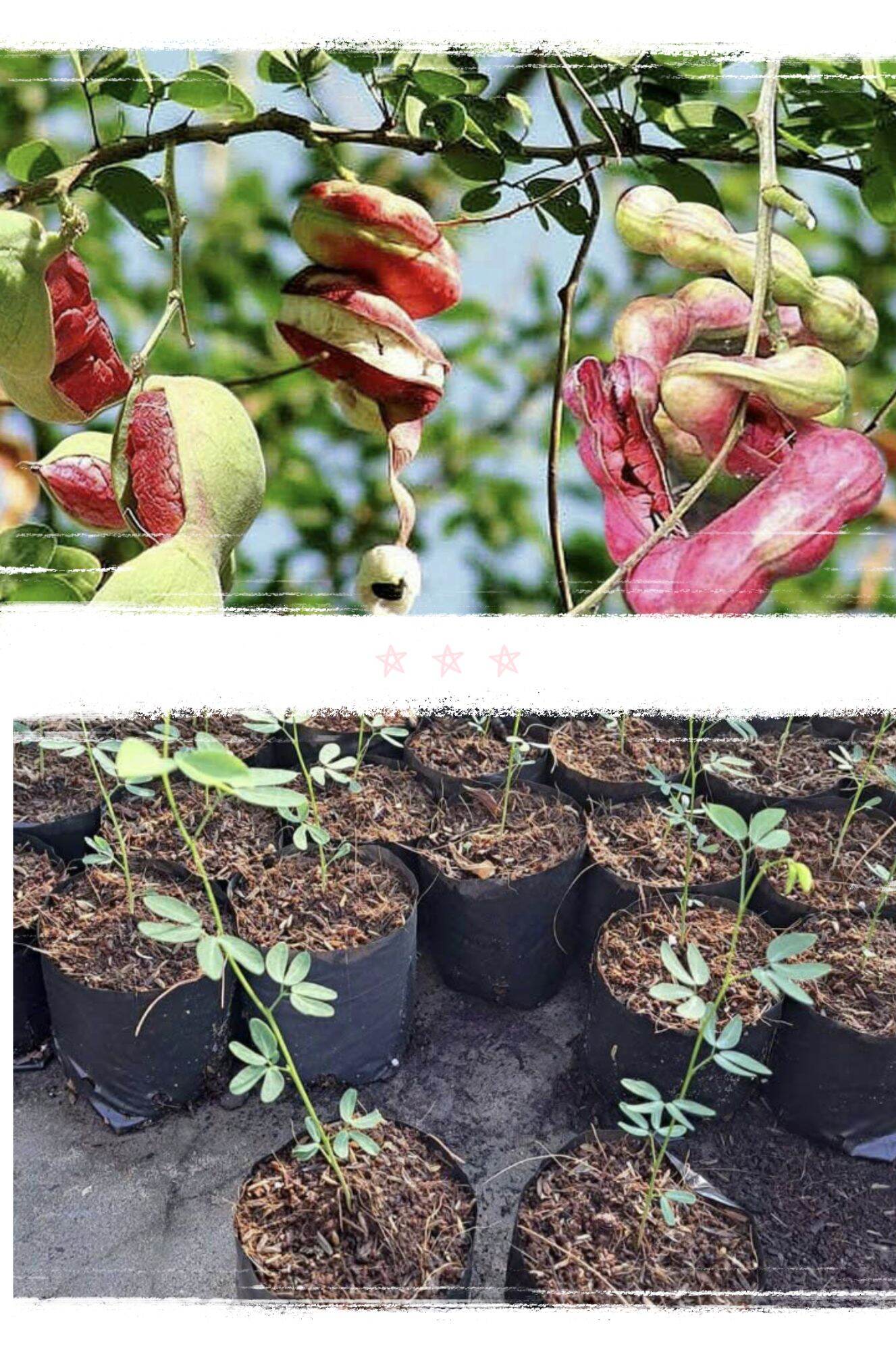 Cây giống cây me keo giống ngọt mau trái