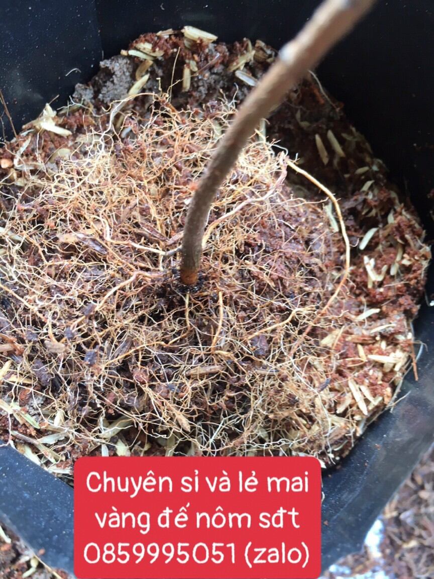 20 Cây Mai Vàng Con Đế Nôm Cao 40-60cm