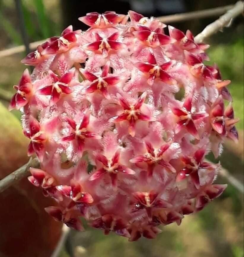 Cây giống lan Cẩm cù
