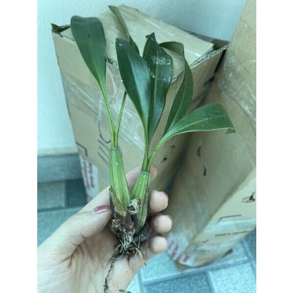 Hoa Lan vũ nữ Hàn cá mập