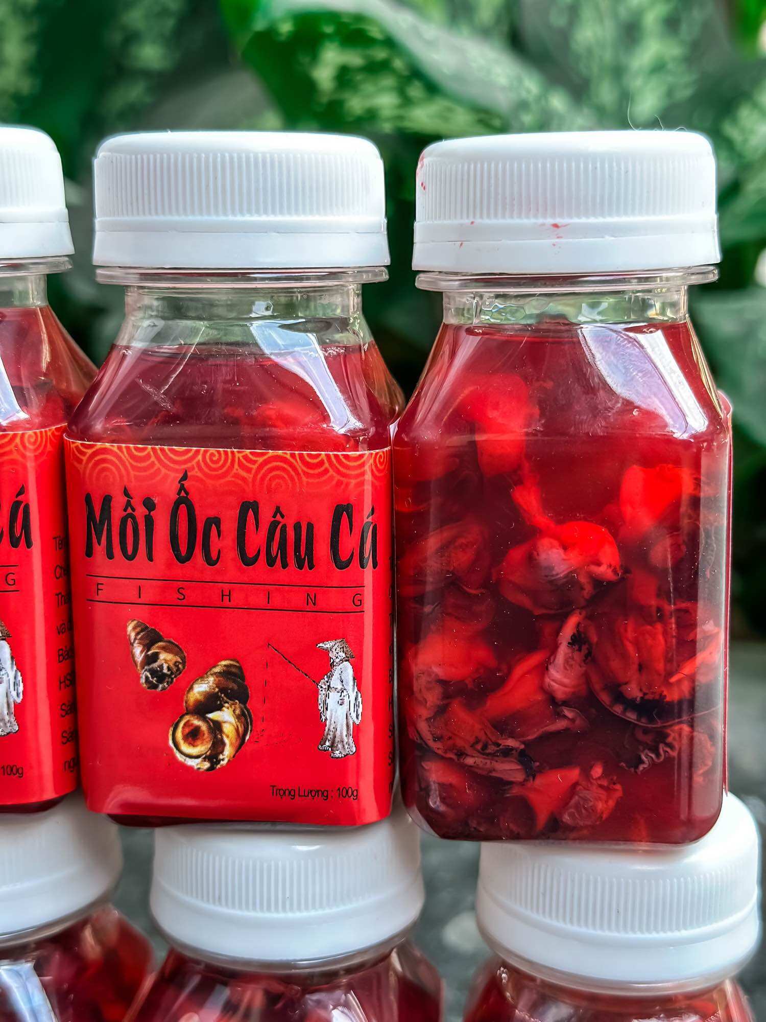 Mồi Ốc câu cá Trắm, Chép, Tráp
