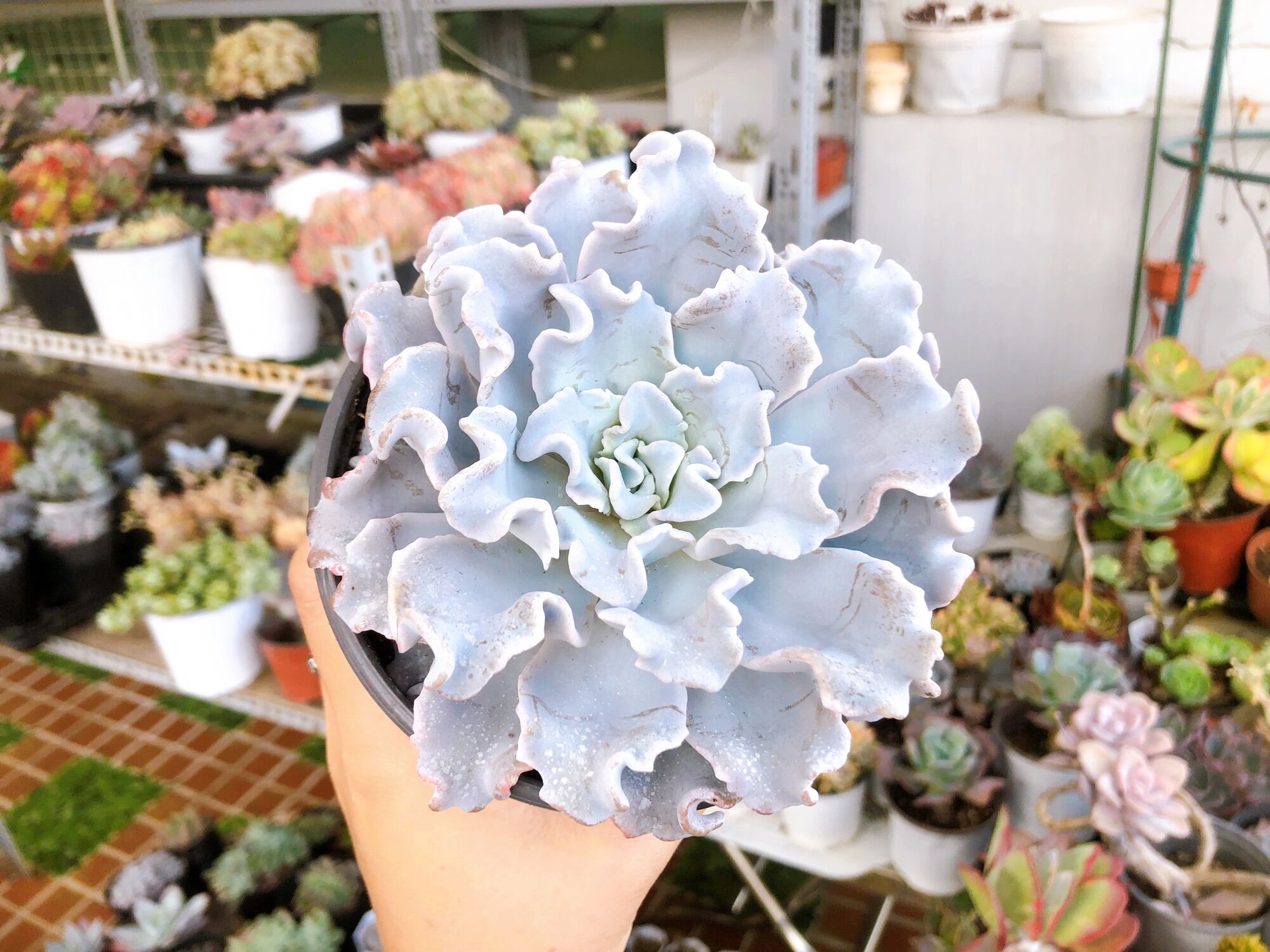 Cây sen đá echeveria crispate beauty size 8-10cm _hàng sẵn