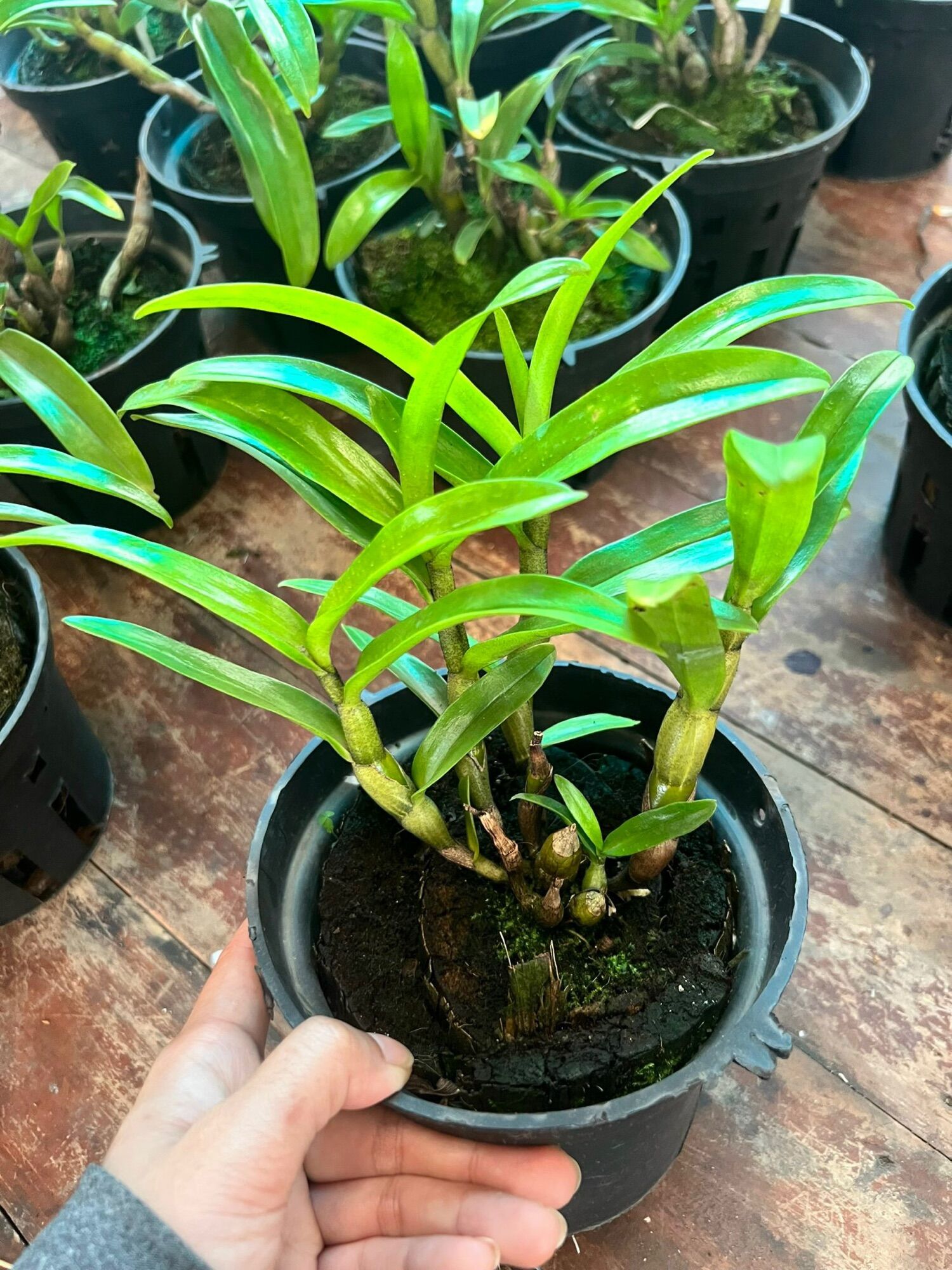 Lan Damari Trưởng Thành - Cây Thuần Vườn