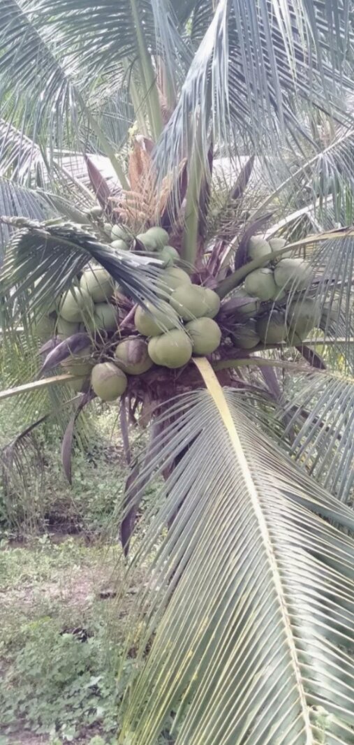 Dừa Sáp Giống