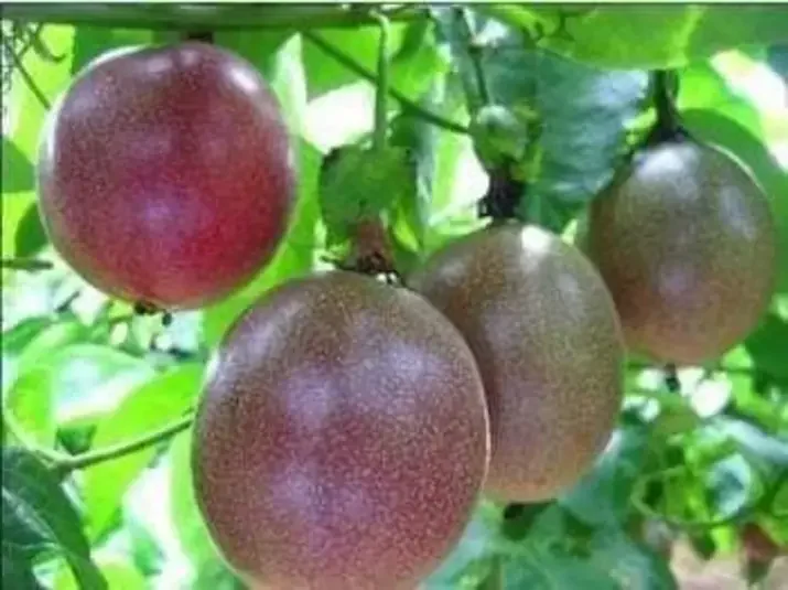 Cây chanh dây tím đài loan cao 40-80cm