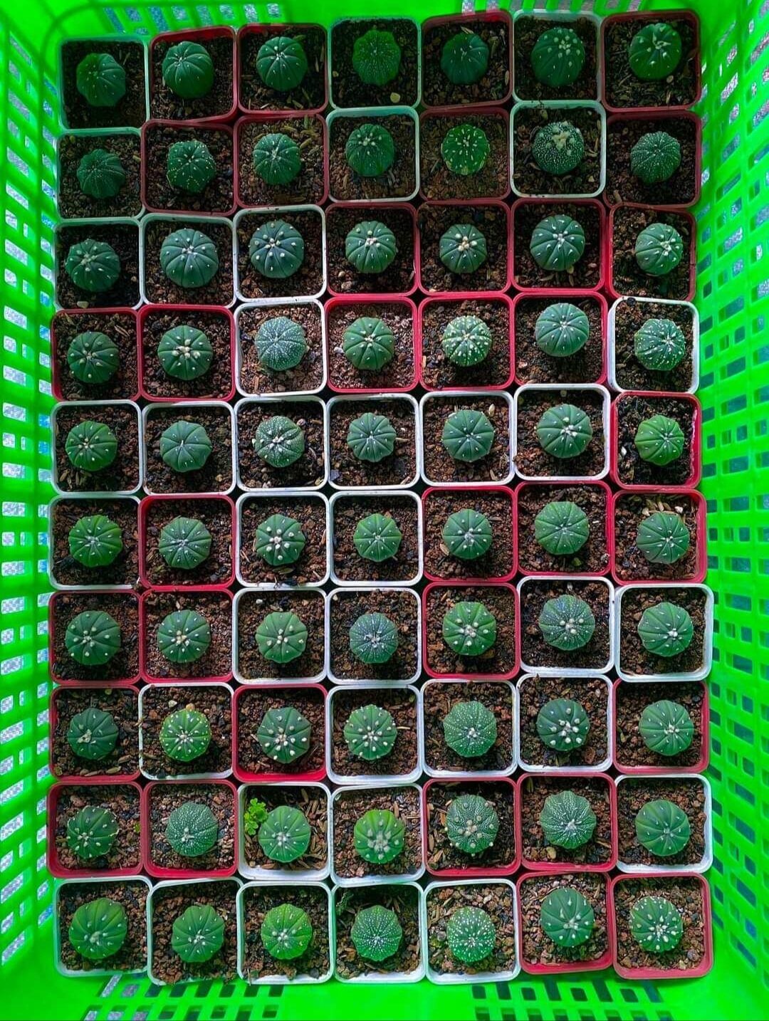 Cây Xương rồng không gai size 2-2.5cm, xương rồng Aster, xương rồng bánh bao