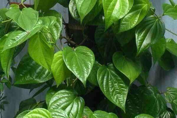 200g lá trầu xanh tươi mới hái