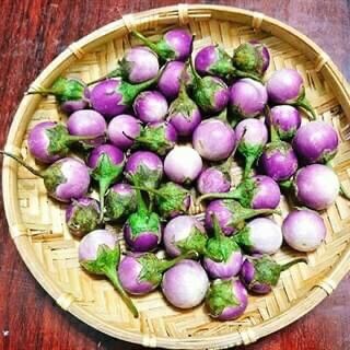 Hạt giống cà pháo tím giống thái lan ăn cực giòn