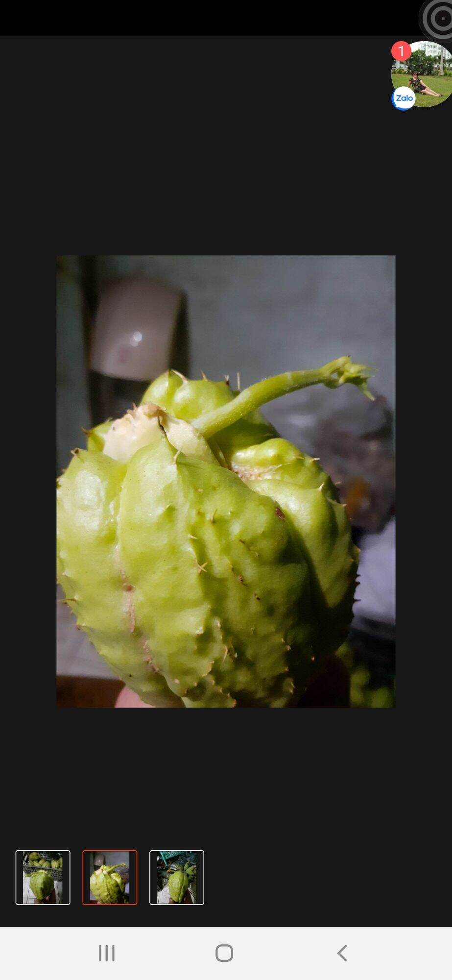 trái su su giống,3trai