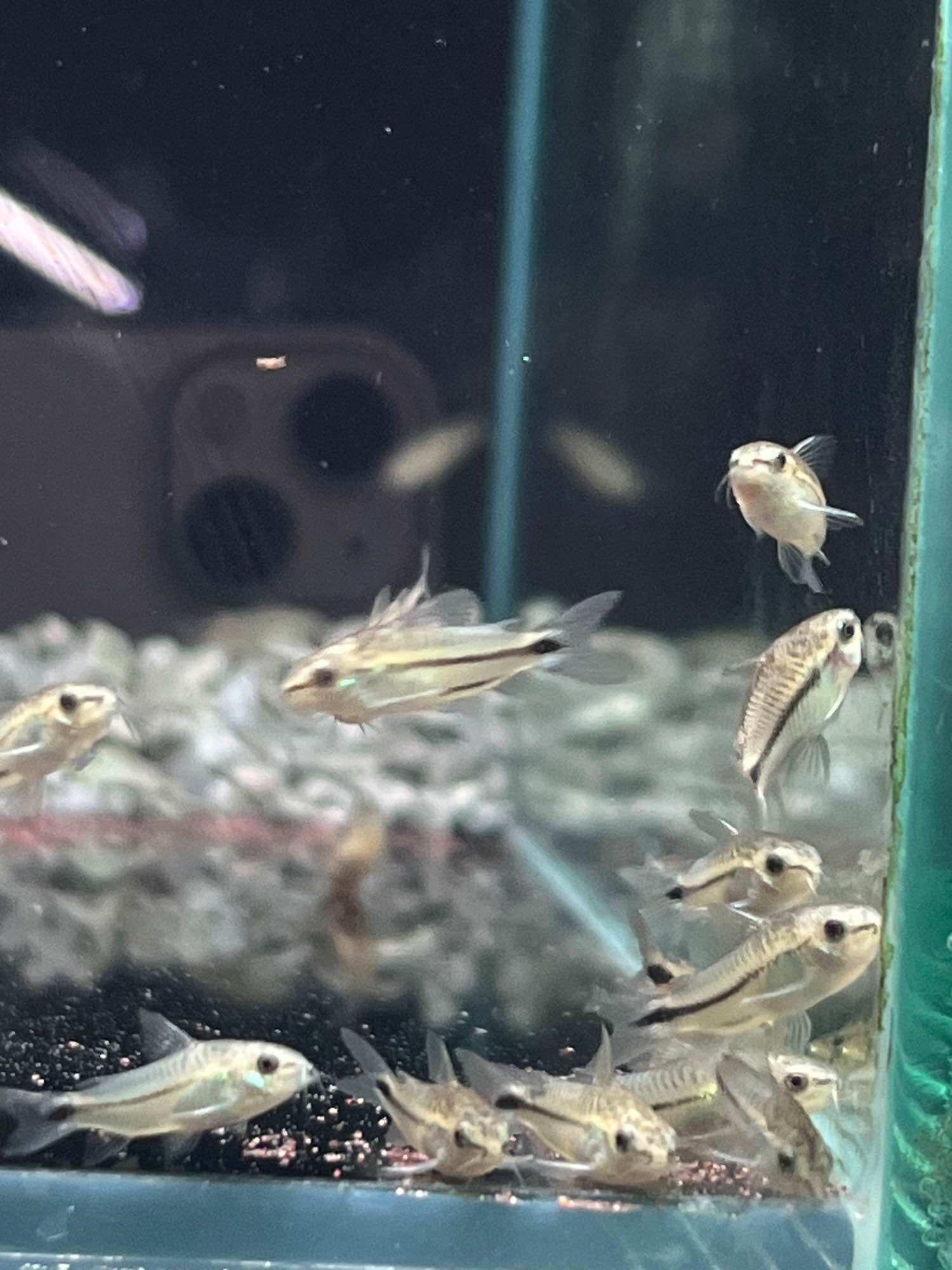 cá chuột pigmy mini dọn bể trang trí thủy sinh