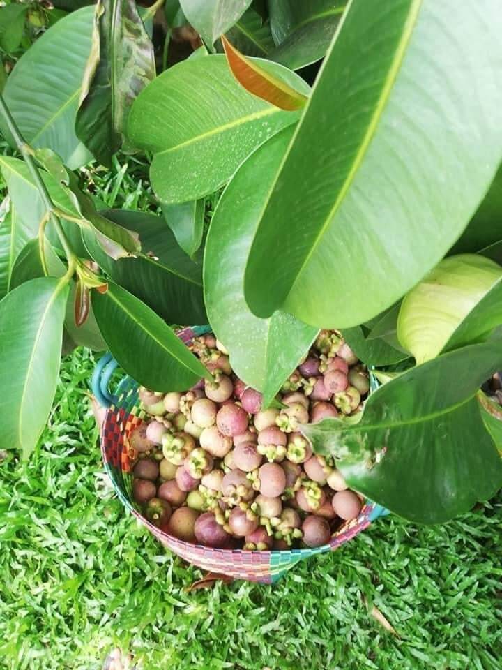 Cây măng cụt thái siêu sớm (2 năm)