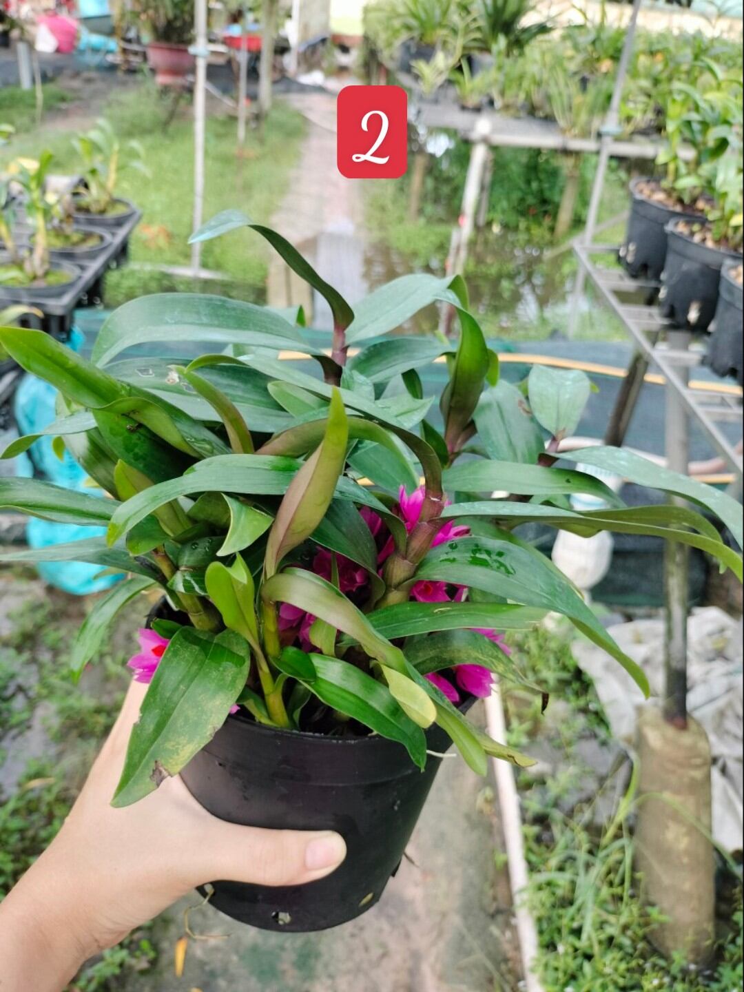 Lan Hibiki trưởng thành chậu lớn nhiều thân