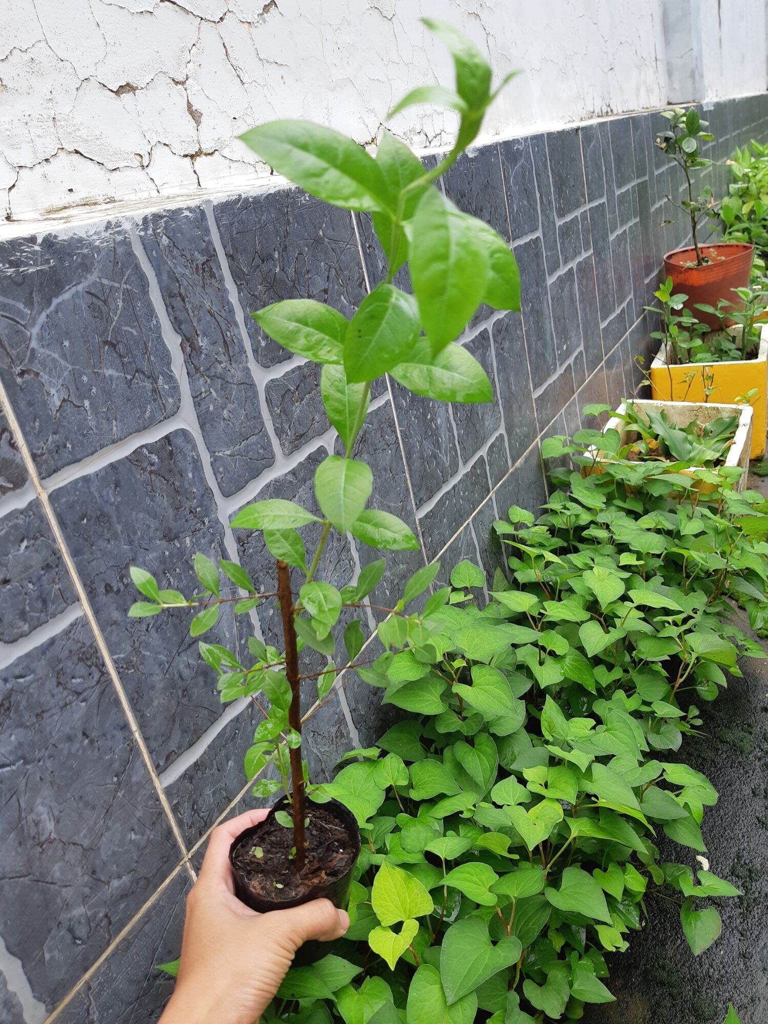 Cây henna, cây lá móng, cây lá mọi
