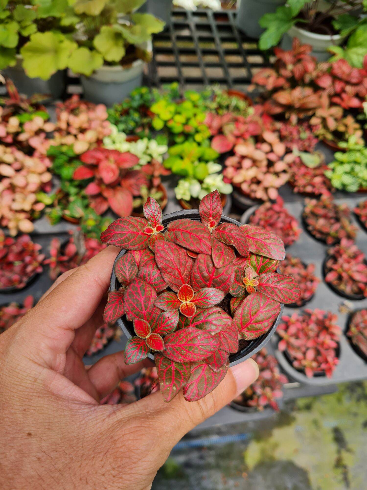 Cây lá may mắn cẩm nhung