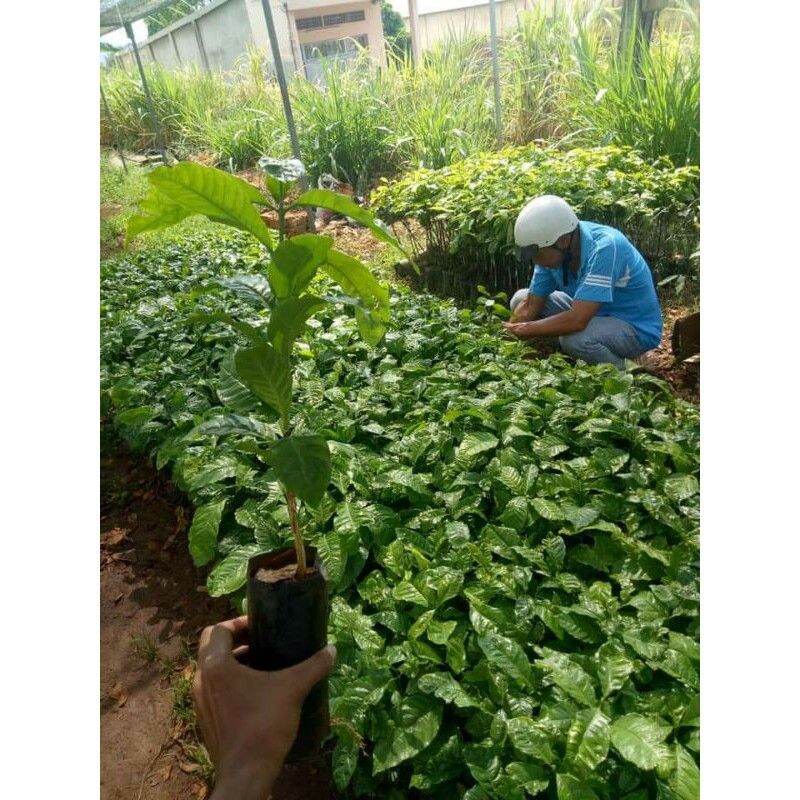 Cây cà phê arabica giống