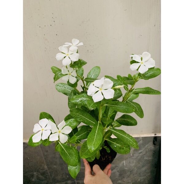 Cây Catharanthus roseus (hoa dừa cạn) màu trắng