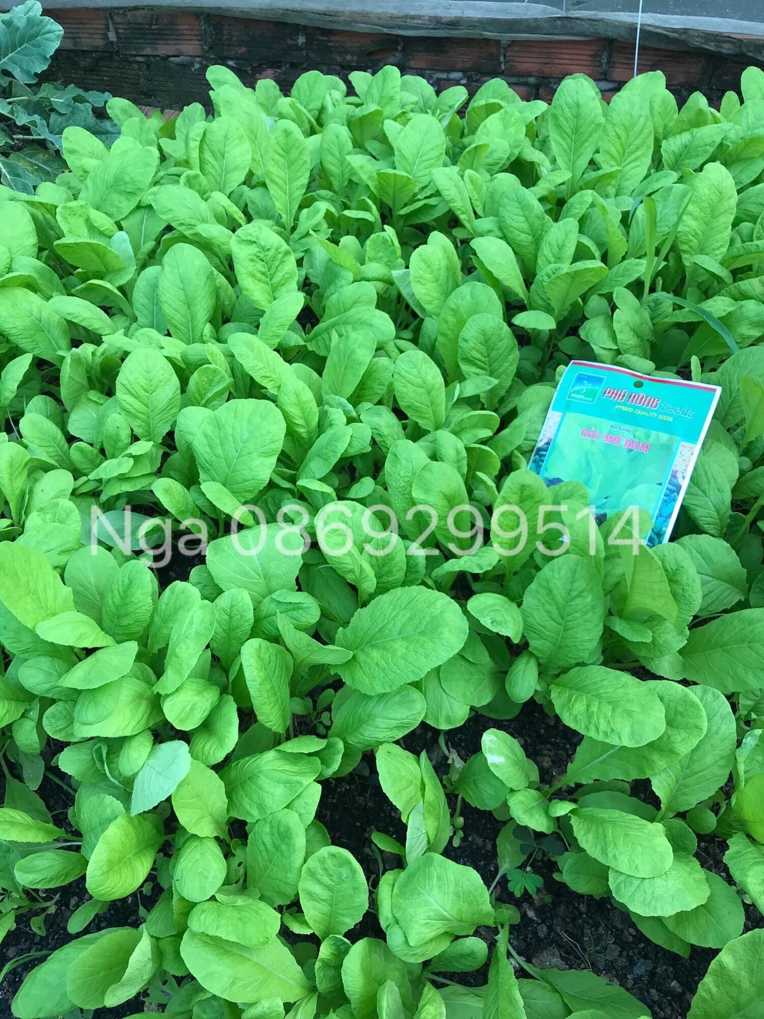 Hạt giống cải mơ gói 20 gram