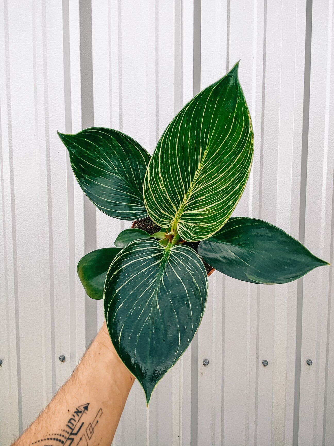 Cây đế vương hoàng kim - Philodendron birkin