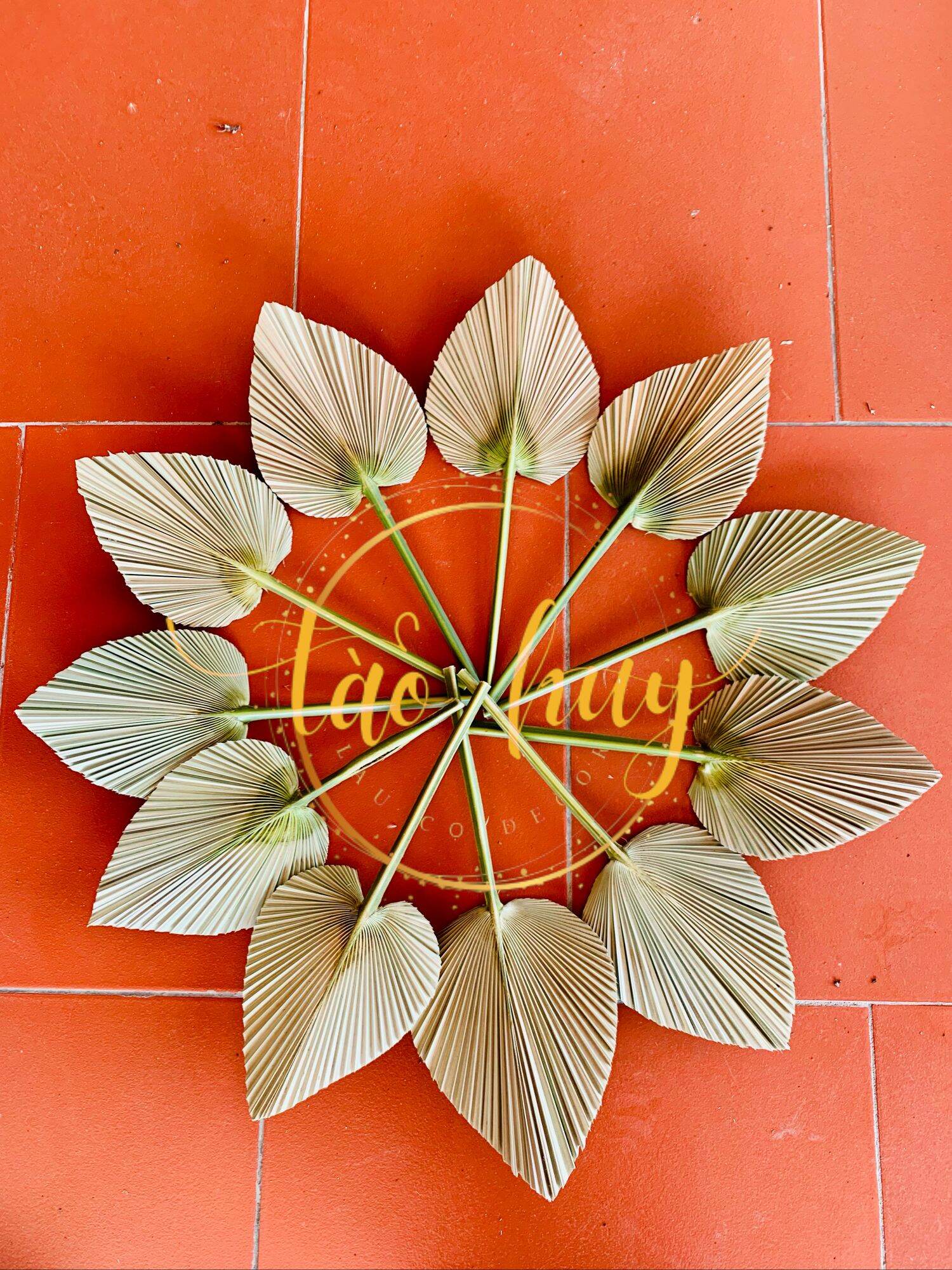 Lá cọ khô mini. Lá cọ khô tự nhiên trang trí, decor nhà cửa, tiệc cưới, chụp hình