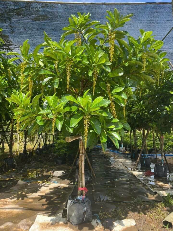 Cây Lộc Vừng Vàng Thái