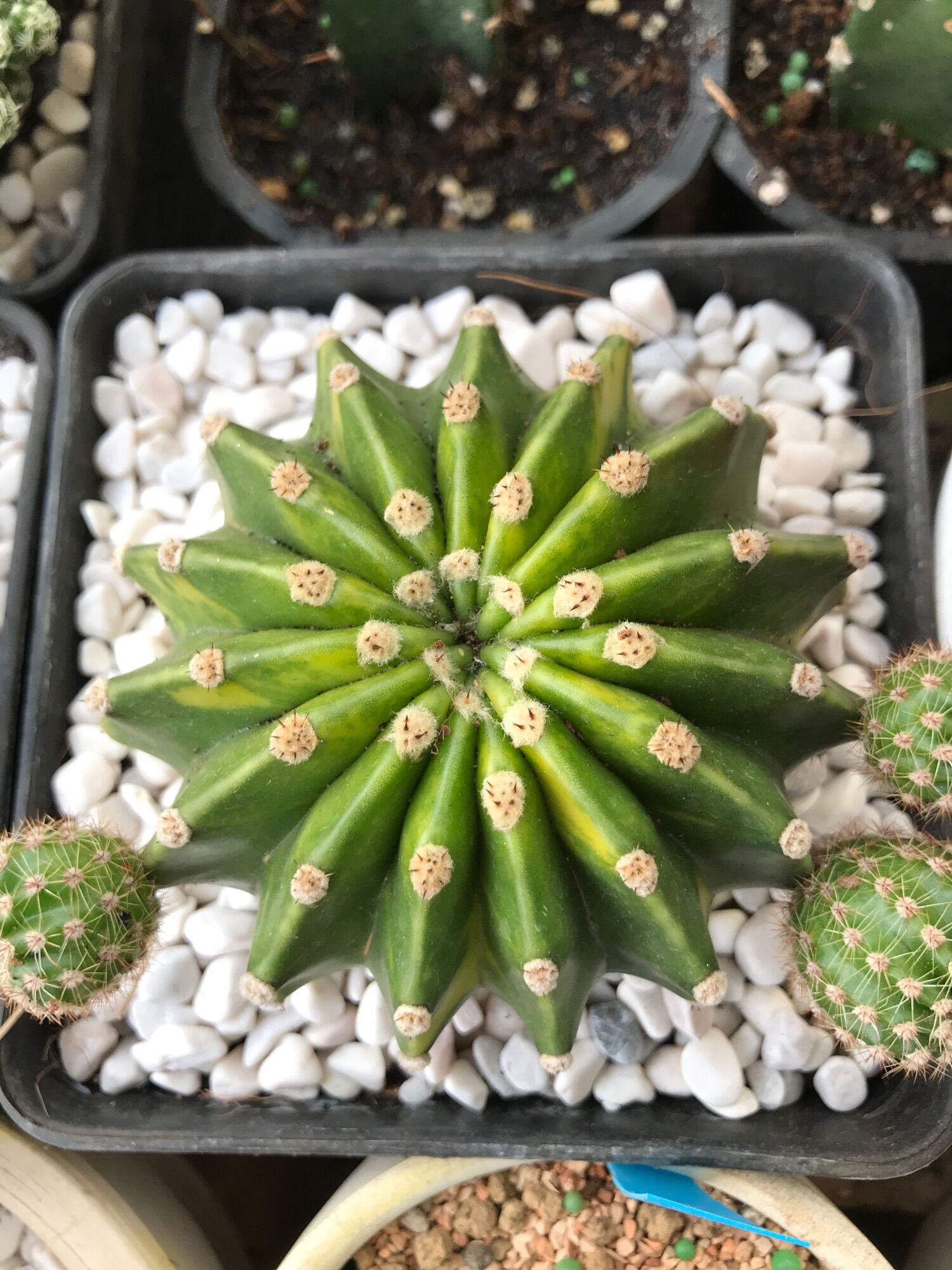 Xương rồng Echino lem vàng  size chậu 14cm
