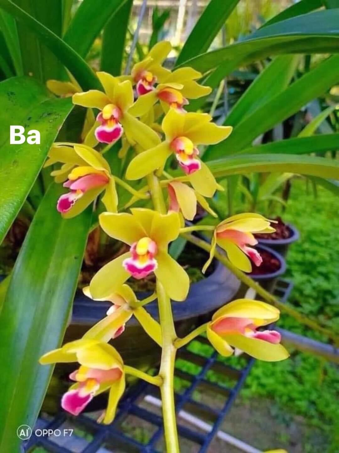 Hoa lan kiếm thái