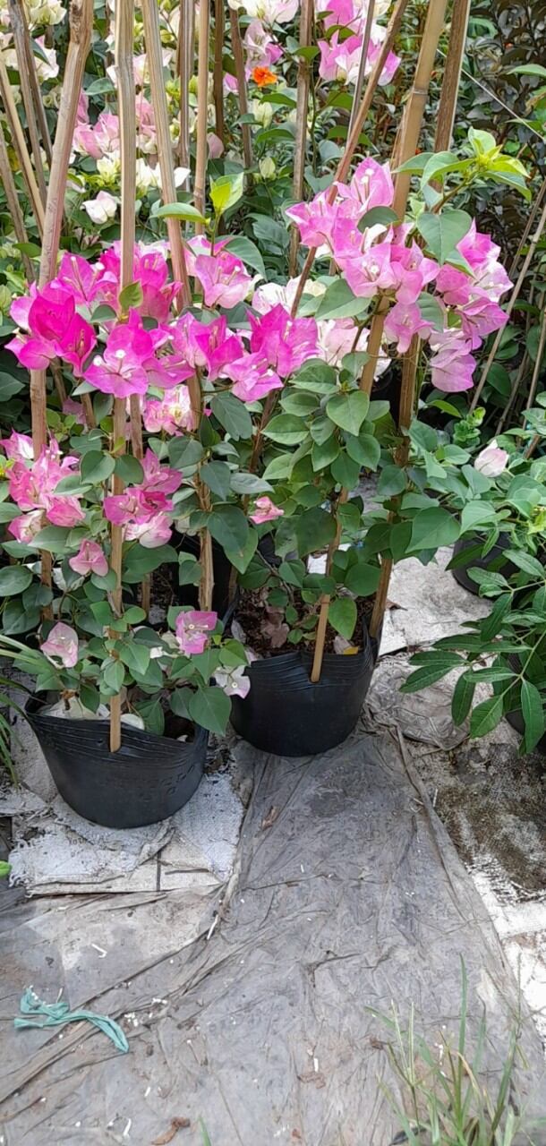 Cây hoa giấy phớt hồng