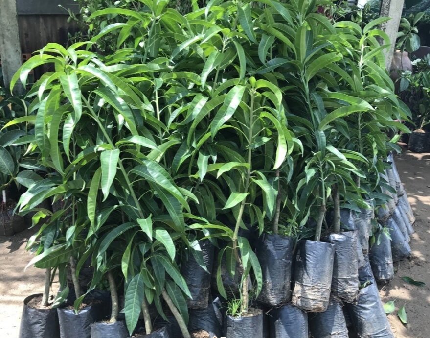 Cây Xoài úc ( cây giống cao 50-70cm)