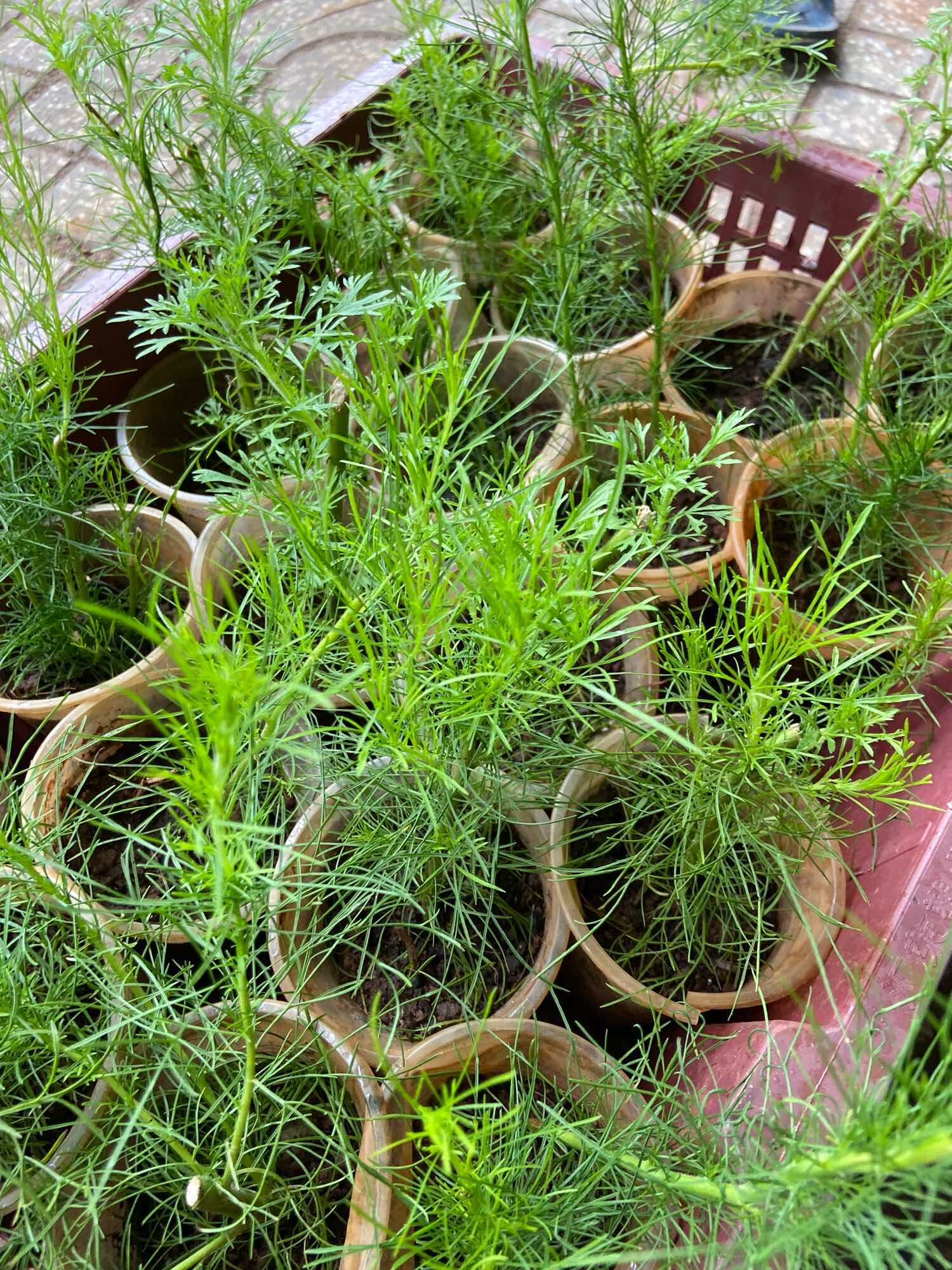 Cây giống thì là thân gỗ