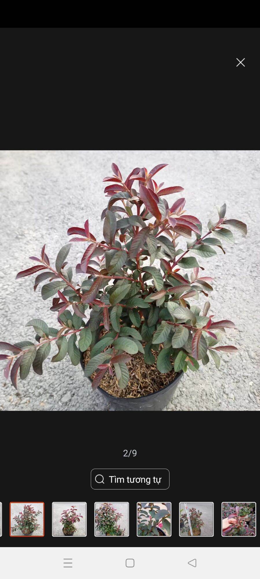 Cây ổi rí tím bầu rễ ổn định, cây khỏe đang hoặc sắp hoa kết trái, năng suất cao, trái thơm ngọt - Summer Garden