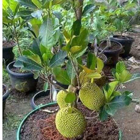 Cây giống mít tố nữ (1câycao 30cm)