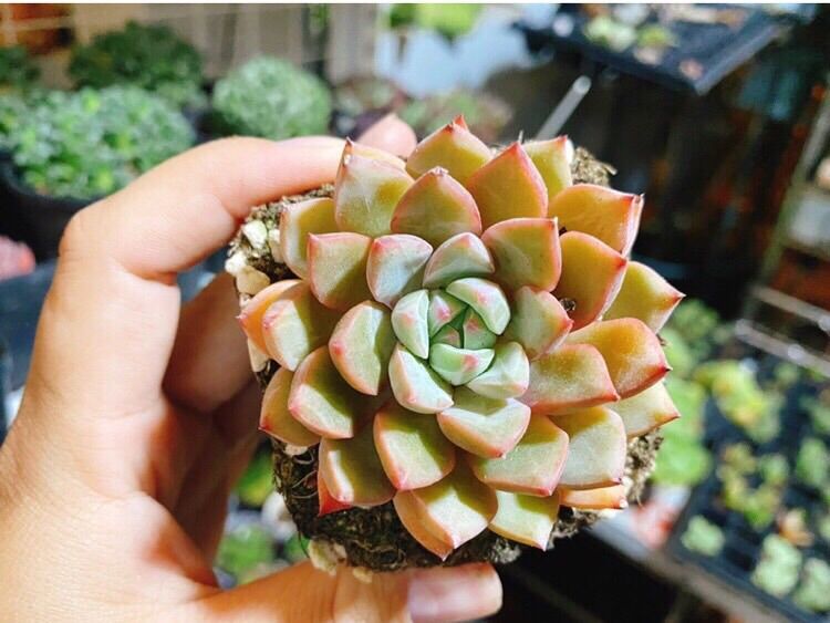 Sen đá Echeveria Shamong - lên màu cam cá hồi