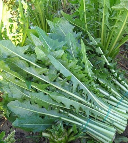 300 hạt giống bồ công anh ý xanh