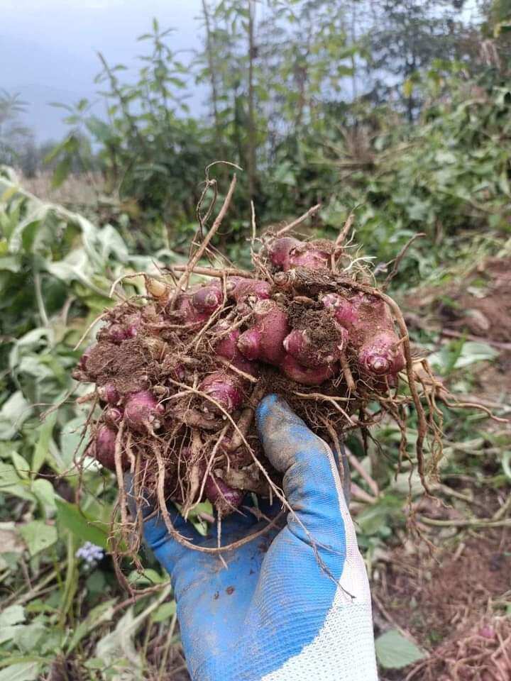 Củ giống cây sâm đất khoảng 1kg
