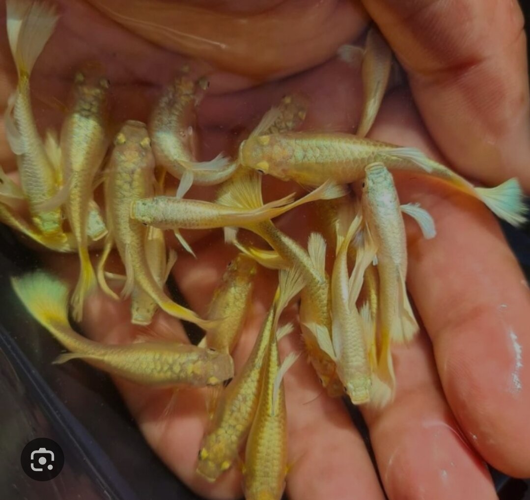 5 cặp 7 màu full gold thủy sinh siêu đẹp chỉ 75k/10 bé