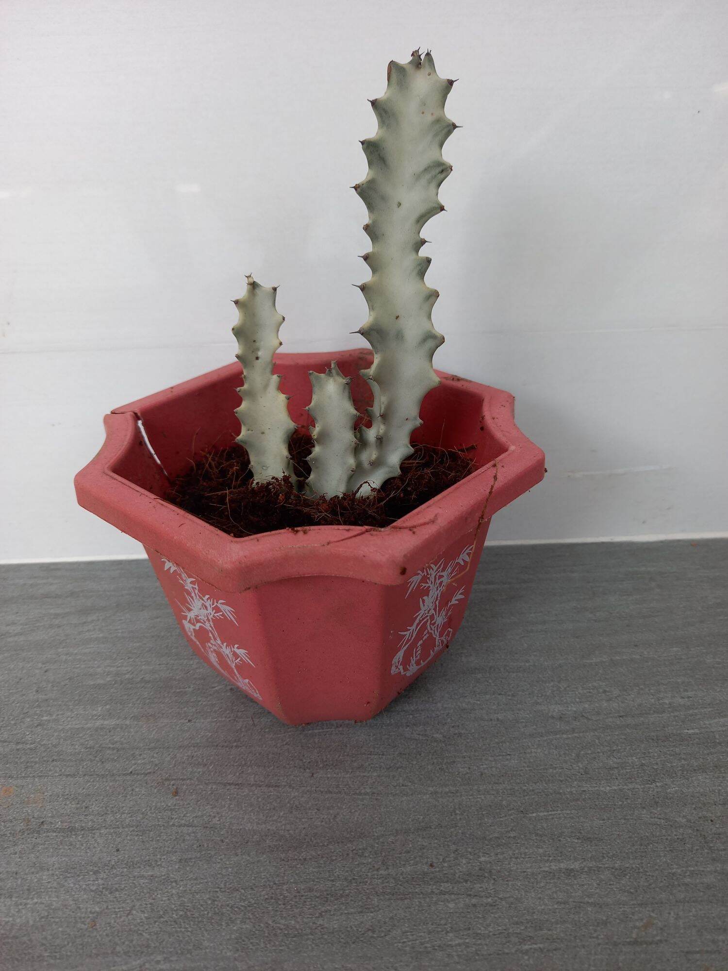 cây sương rồng