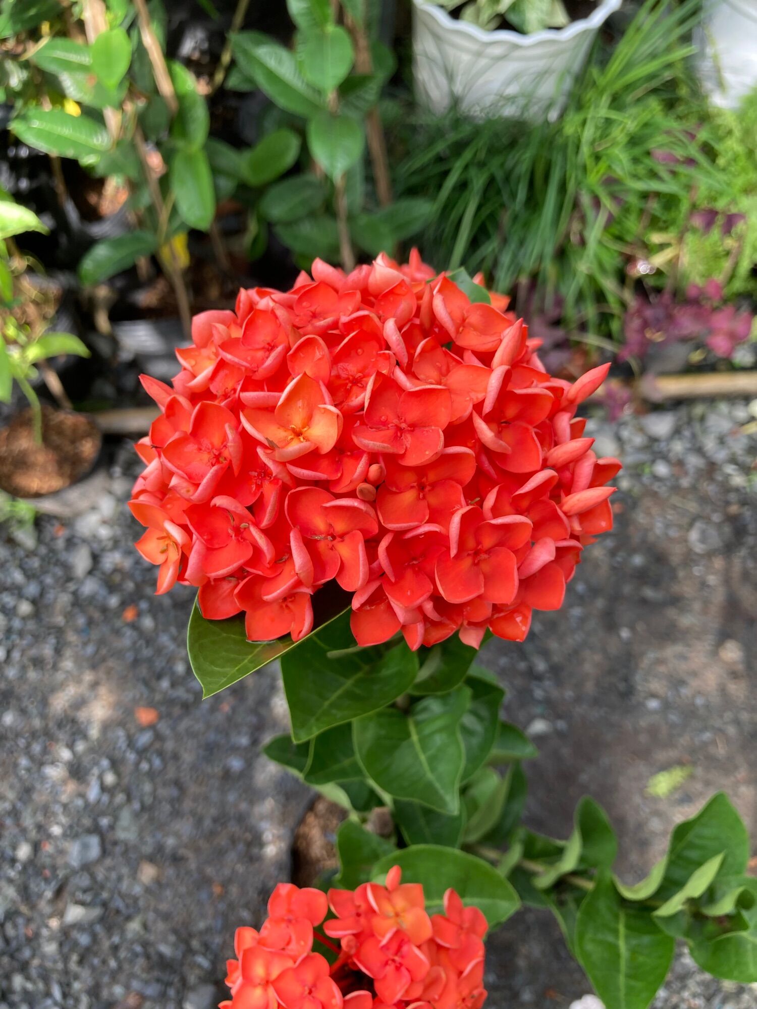 Trang cam Đài Loan