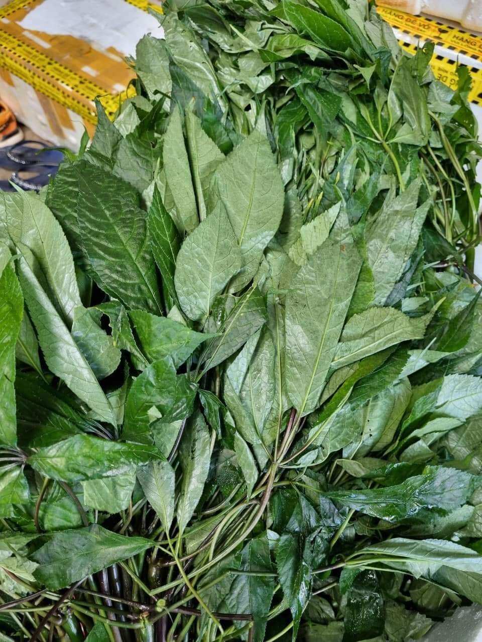 lá sâm ngọc Linh khô 100gram