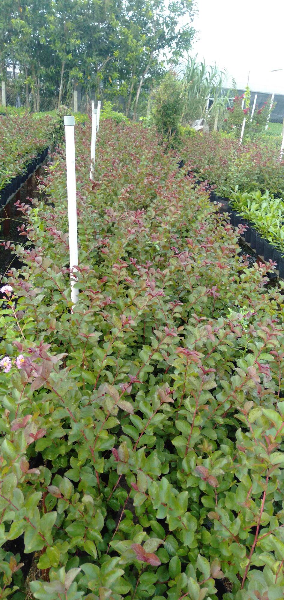 cây Tường Vi Hoa Tím