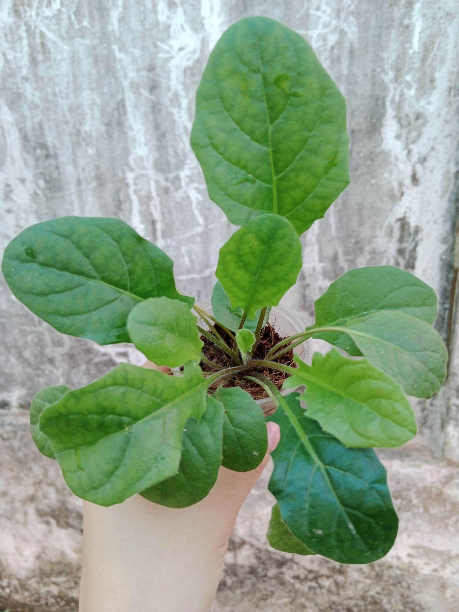 CÚC ĐỒNG TIỀN ĐỎ LÙN 23 (mua 10 tặng 1 mini)