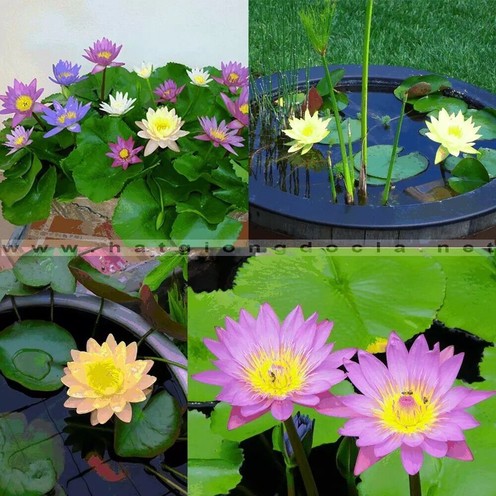 5 Hạt giống hoa SÚNG Thái mini nhiều màu