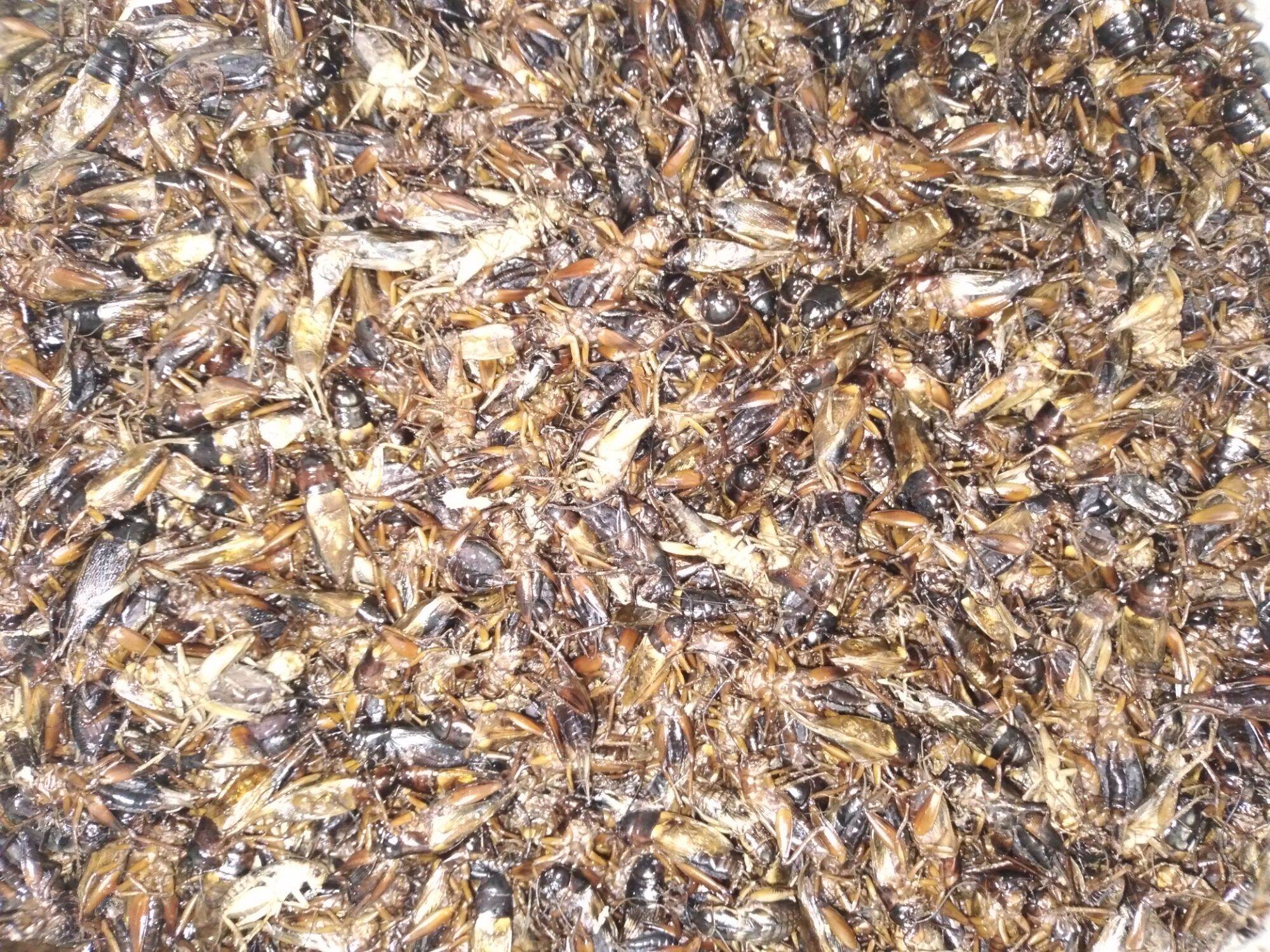 Dế sấy khô 100 gram cho chim ,cá,bò sát,gà đá,mèo.....