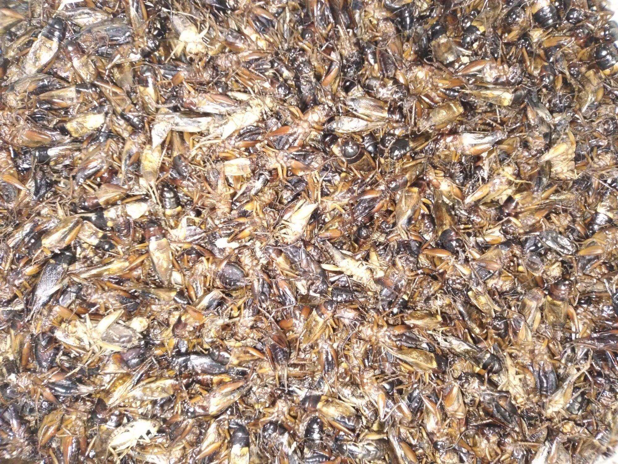 DẾ SẤY KHÔ 100 GRAM CHO CHIM ,CÁ,BÒ SÁT,GÀ ĐÁ,MÈO.....