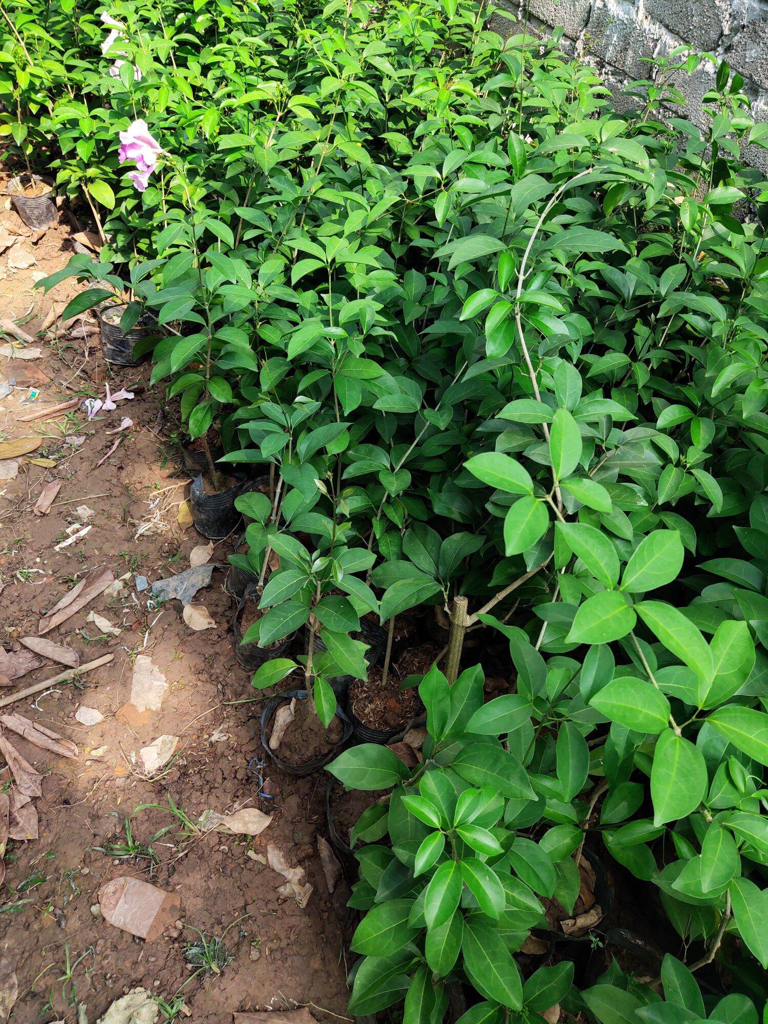 Cây giống hoa Lan tỏi