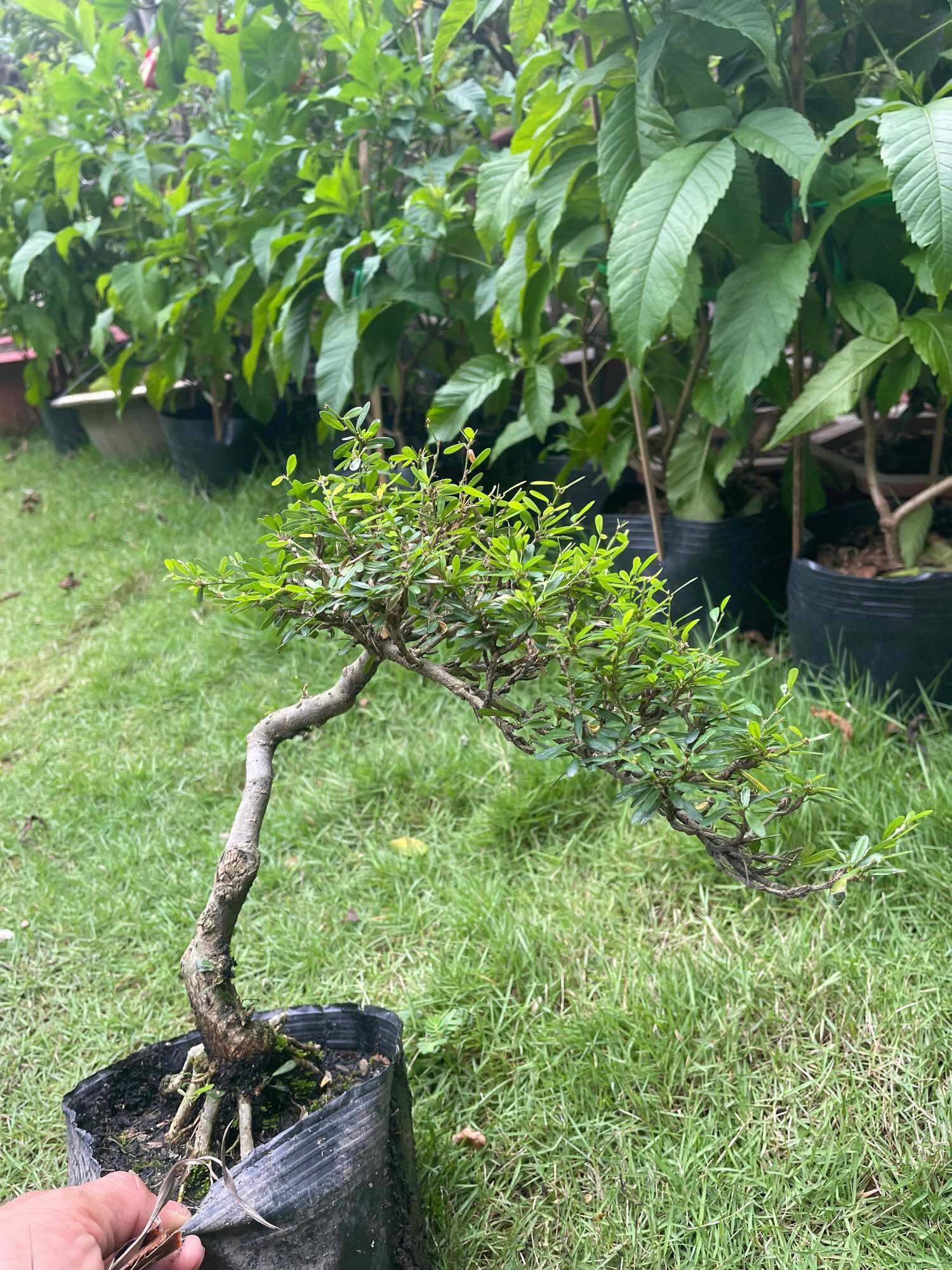 Linh sam 86 bonsai gốc quái