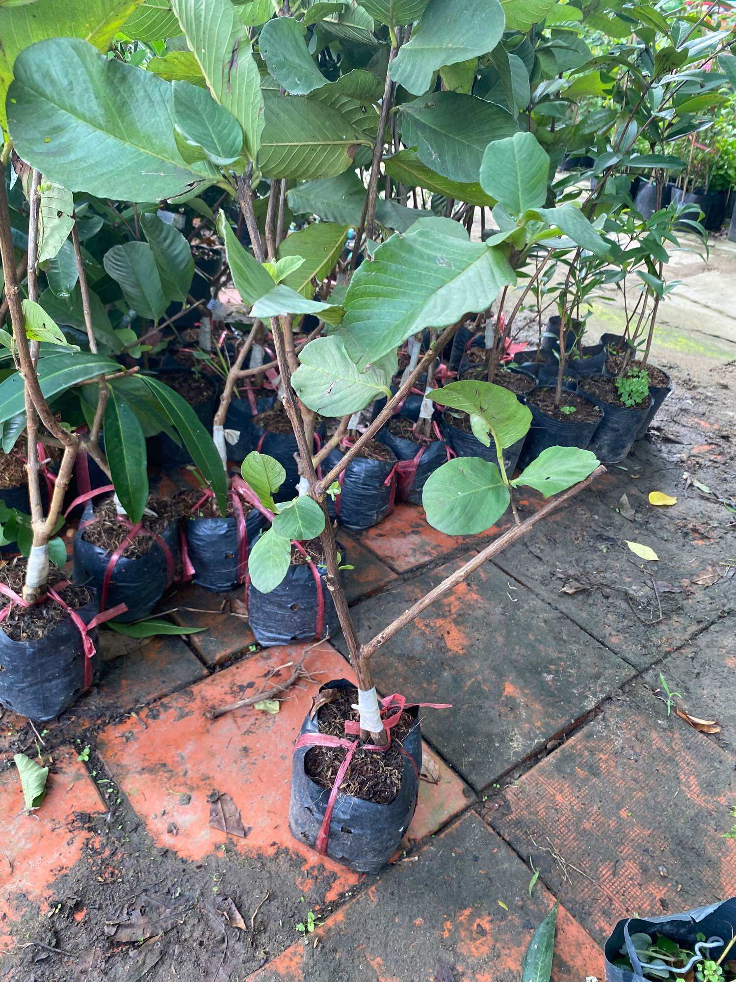 Combo 3 Cây Ổi ( Nữ hoàng , Đài Loan , RuBy )