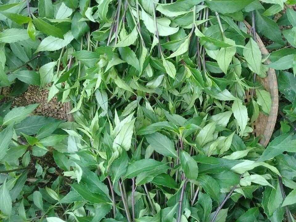 Cây giống rau lủi, rau rừng