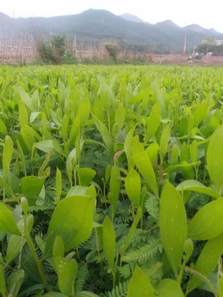 200 gram hạt keo tai tượng giống